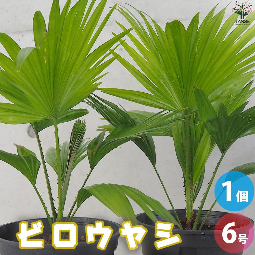 引き取り限定 ビロウヤシ 極太 鉢植え 観葉植物 約1.5メートル