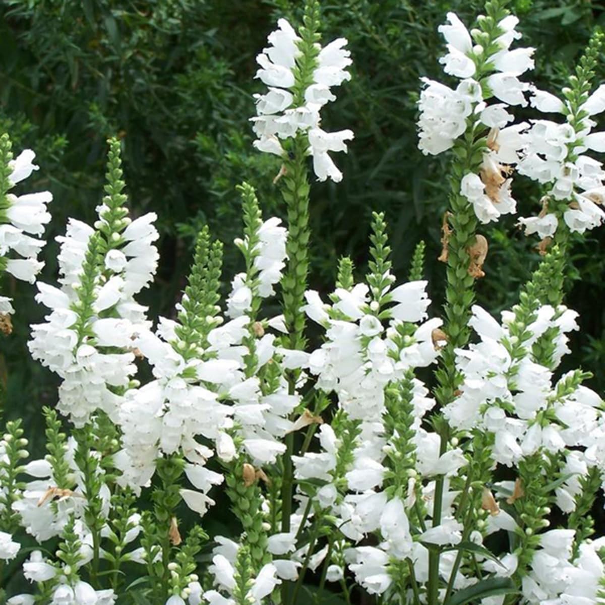 6 x Cataleptique 'Summer Snow' - Physostegia Virginiana 'Summer Snow' - Godet 9x9cm - Blanc, plein soleil à mi-ombre, sol bien drainé