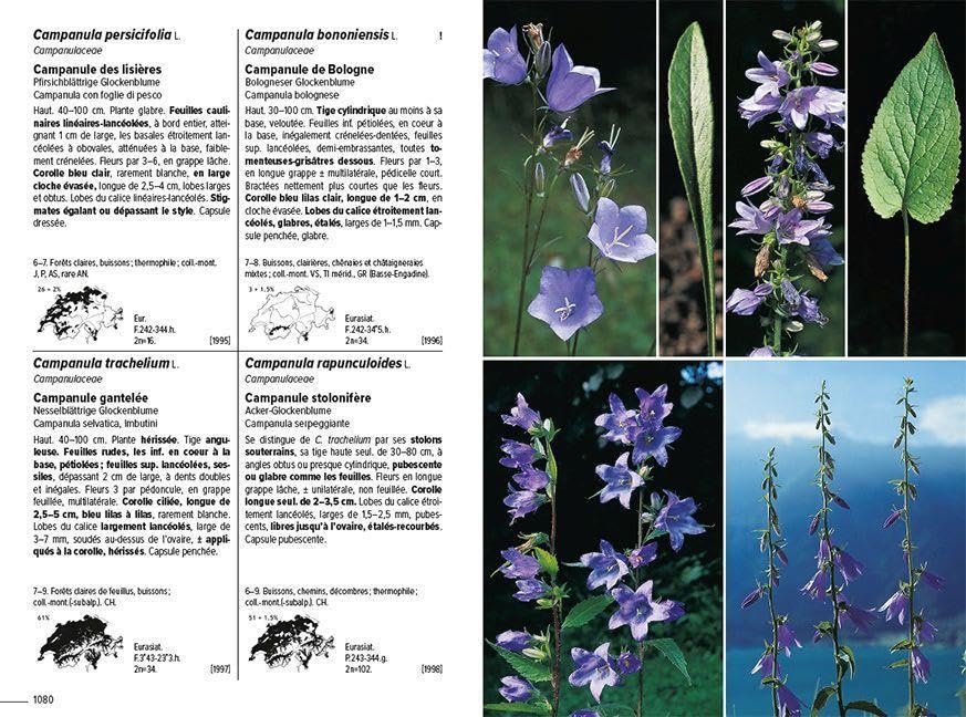 Flora Helvetica - Flore illustrée de Suisse: avec 3250 descriptions de plantes à fleurs, de fougères et de plantes cultivées, avec cartes de distribution