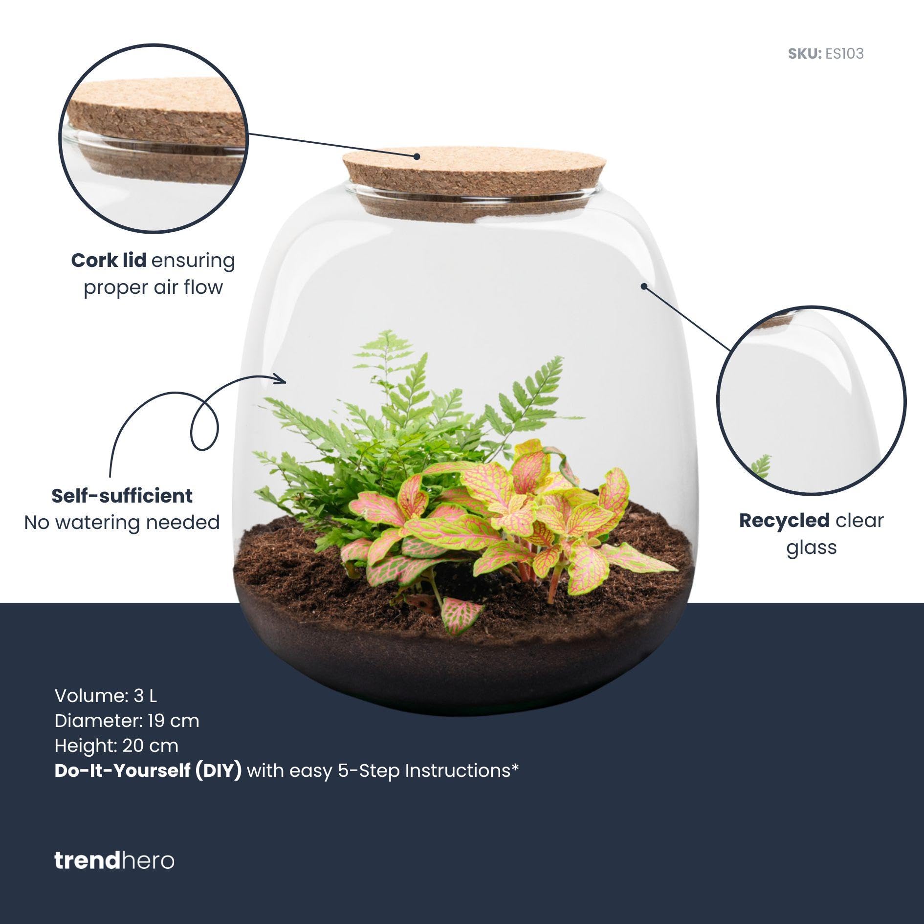 Terrario Piante in Vetro, Kit Fai da Te con Fittonia, Ø 19 cm, H 20 cm