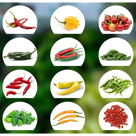 Chili Samen Set | 12 Varianten Chili Saatgut von scharf bis mild | Anzuchtset mit Chili Premium- Natursamen |einfache Aufzucht/Anzucht für Garten und Balkon