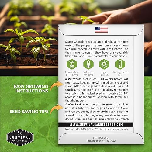 Miniatura 2 de Semillas de pimiento de chocolate dulce para plantar, 1 paquete con instrucciones para plantar y cultivar pimientos marrones dulces en el huerto de