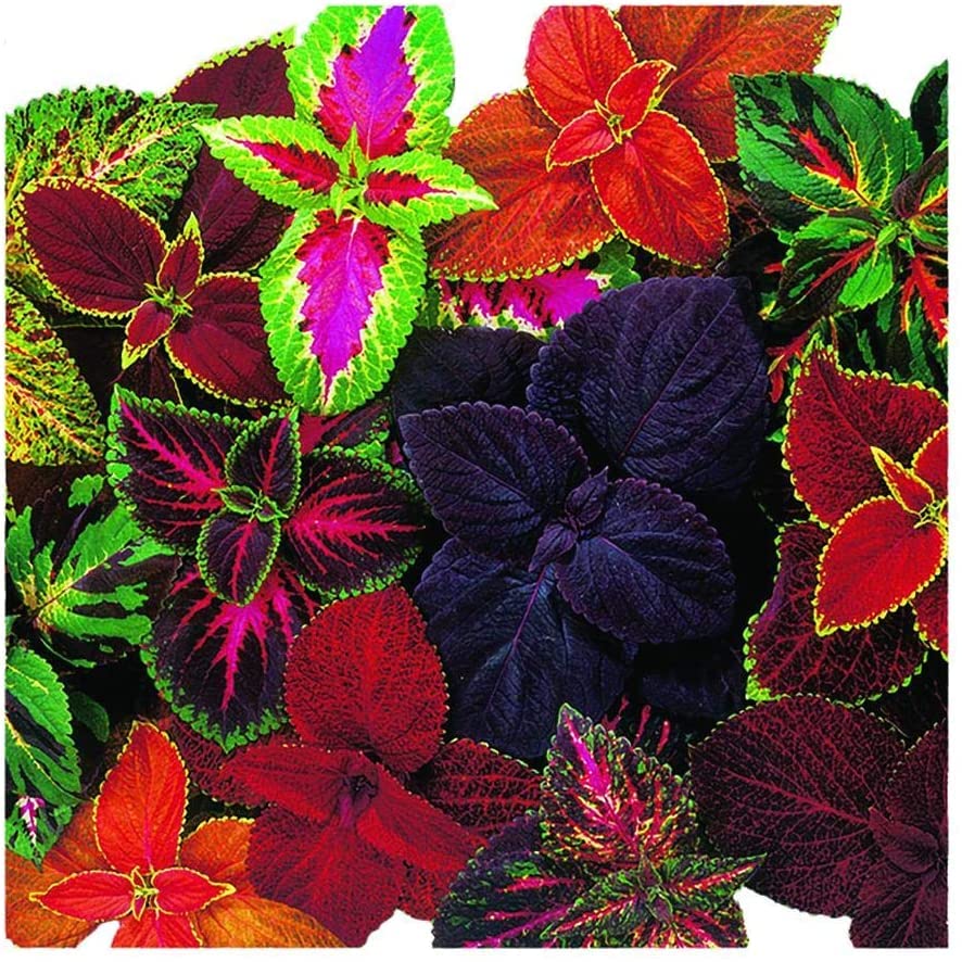 Radha Krishna Agriculture® Coleus Multicolor Leaf Seeds For Outdoor And Indoor Gardening (Pack Of 300 Seeds) (B09V3G4XH7) Amazon Price History, Amazon Price Tracker
