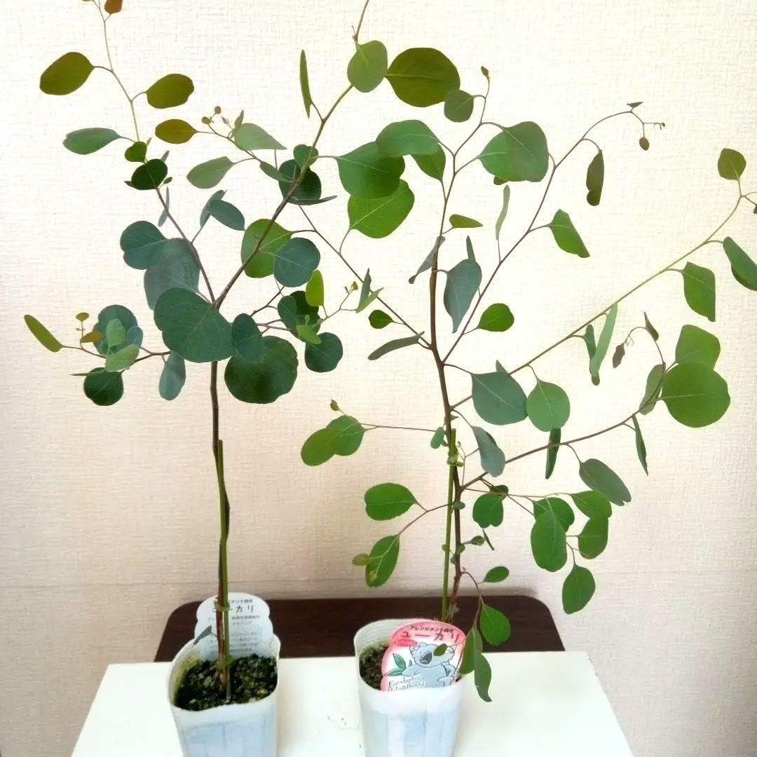 Amazon.co.jp: ポットごと ユーカリポポラス 2苗 : DIY・工具・ガーデン