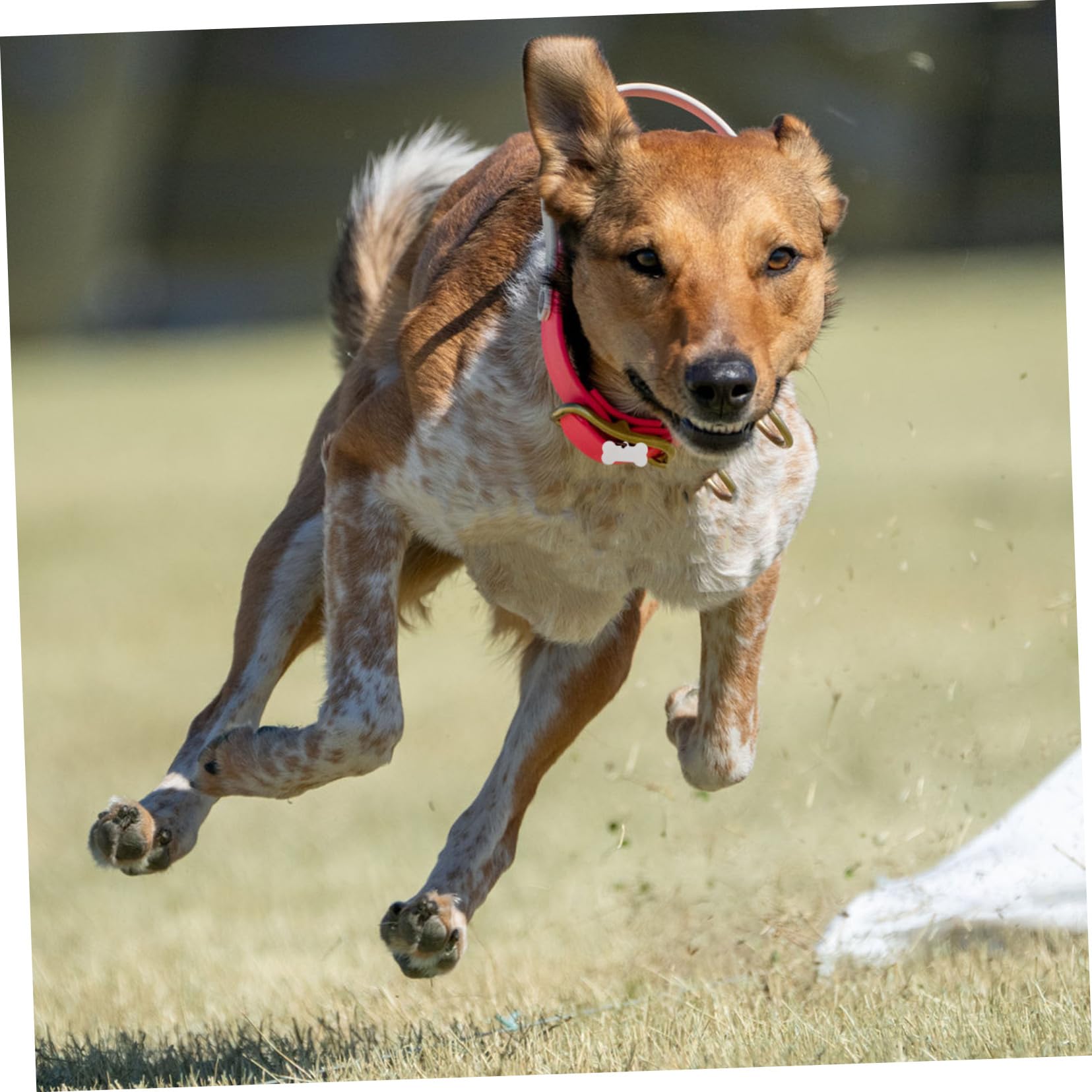 25pezzi Targhette Identificative Per Animali in Acciaio Inossidabile Forma Di Osso Incisibili Resistenti Per Cani e Gatti Marcatori Per Nomi