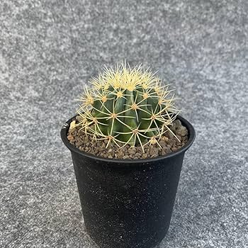 サボテン　　王冠竜　　白鉢 サボテン 王冠竜 白鉢 サボテン 王冠竜 白鉢 500