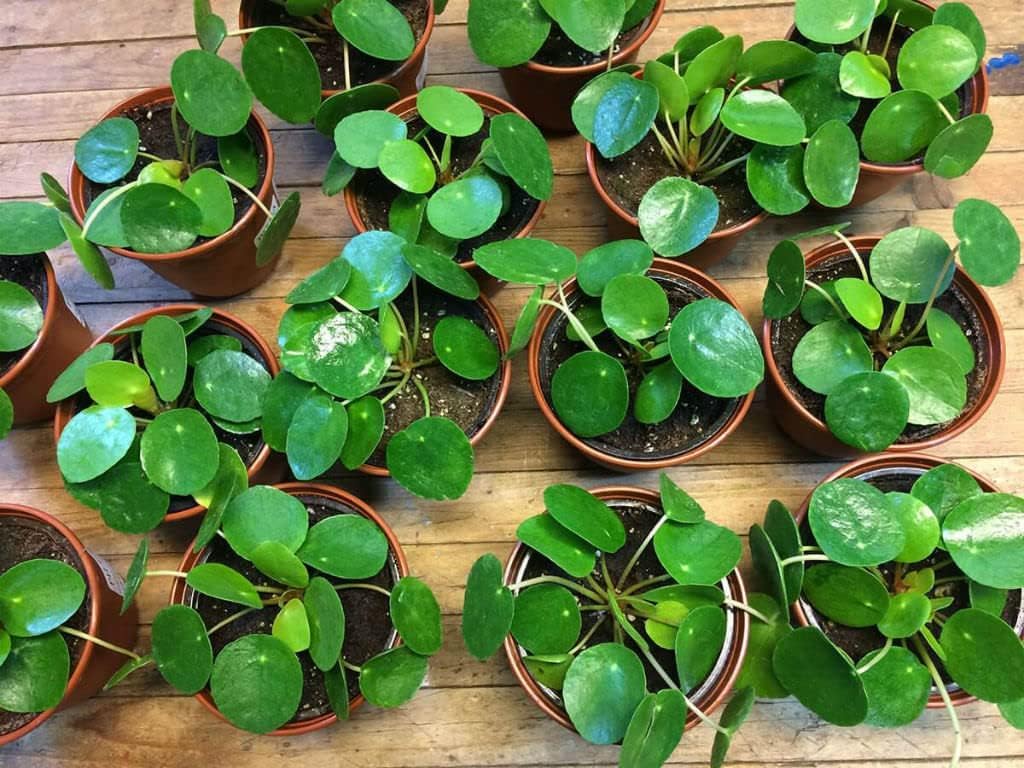 Chinese Money Plant Pilea Peperomioides Indoor Plant Live pack of 1 With Black Pot (B0CS3PCS7S) Amazon Price History, Amazon Price Tracker