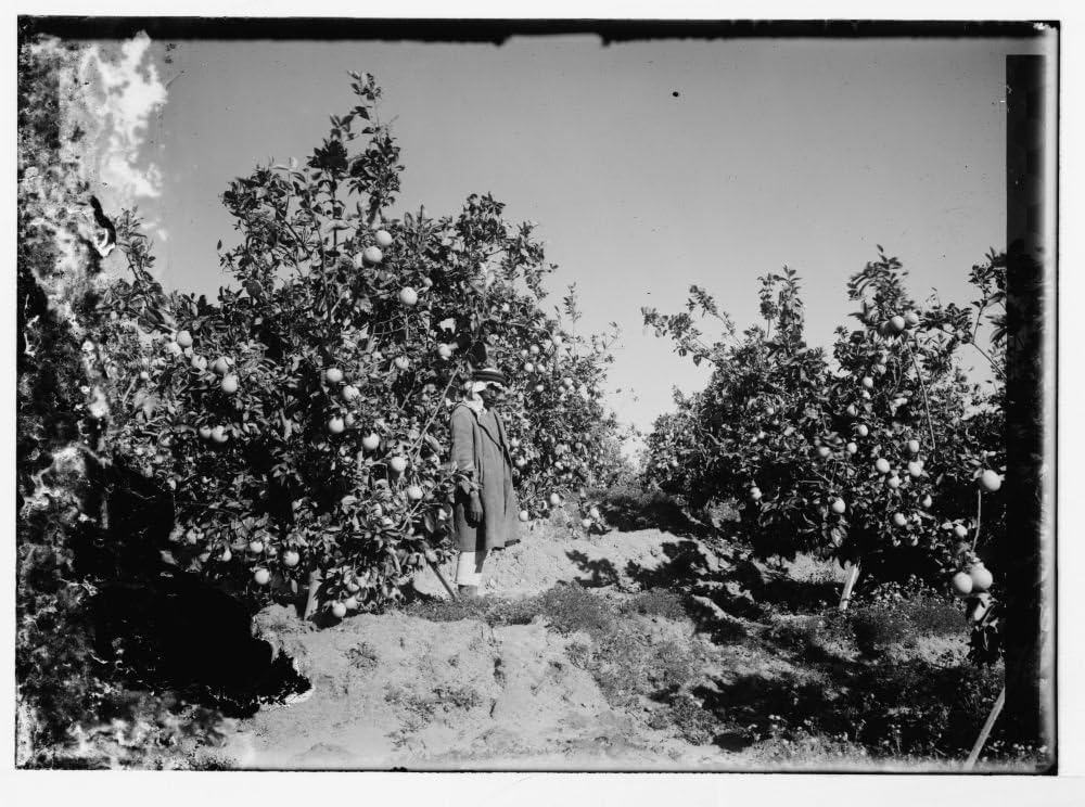 1929 Photo Orange grove, with figure Everything Else