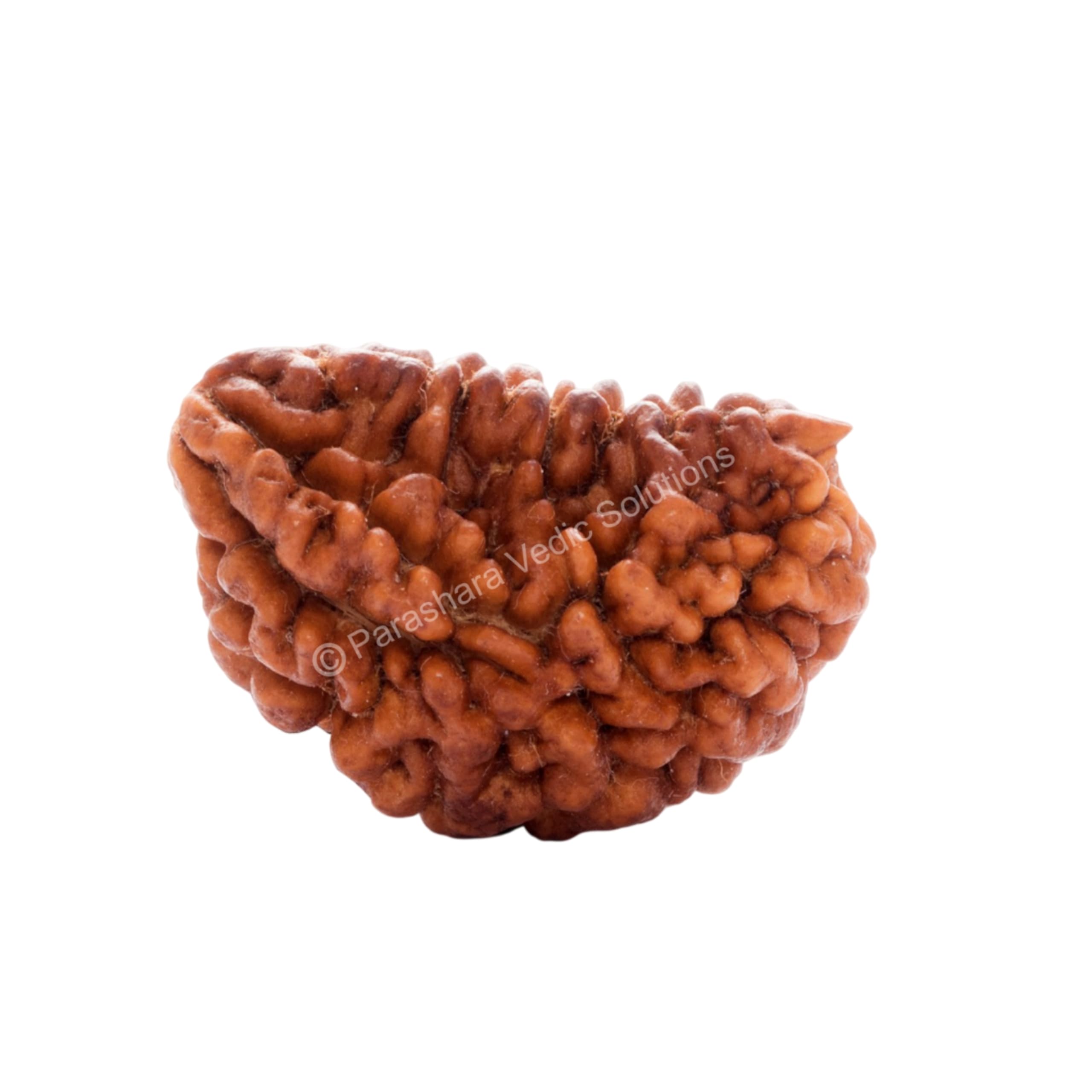 ARKAM One Mukhi Rudraksha Certified Kaju Dana/Original 1 Mukhi Rudraksh Kaju Dana/Natural 1 faced Half-moon Rudraksha (Brown) with Certificate and Puja Instructions