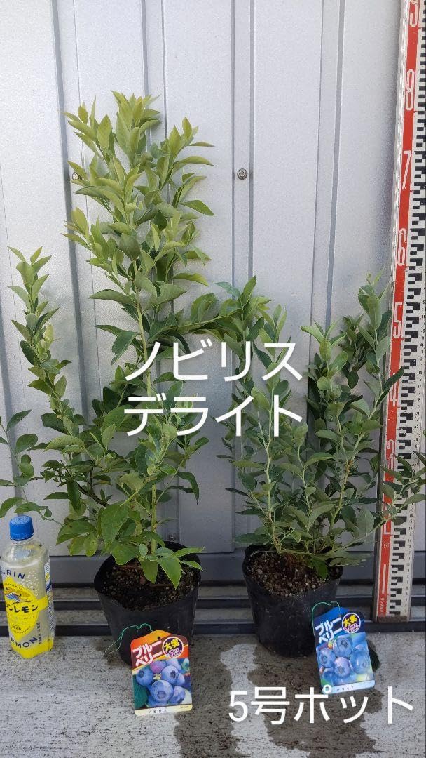 Amazon.co.jp: ブルーベリー苗 デライト&ノビリス5号ポット2本セット