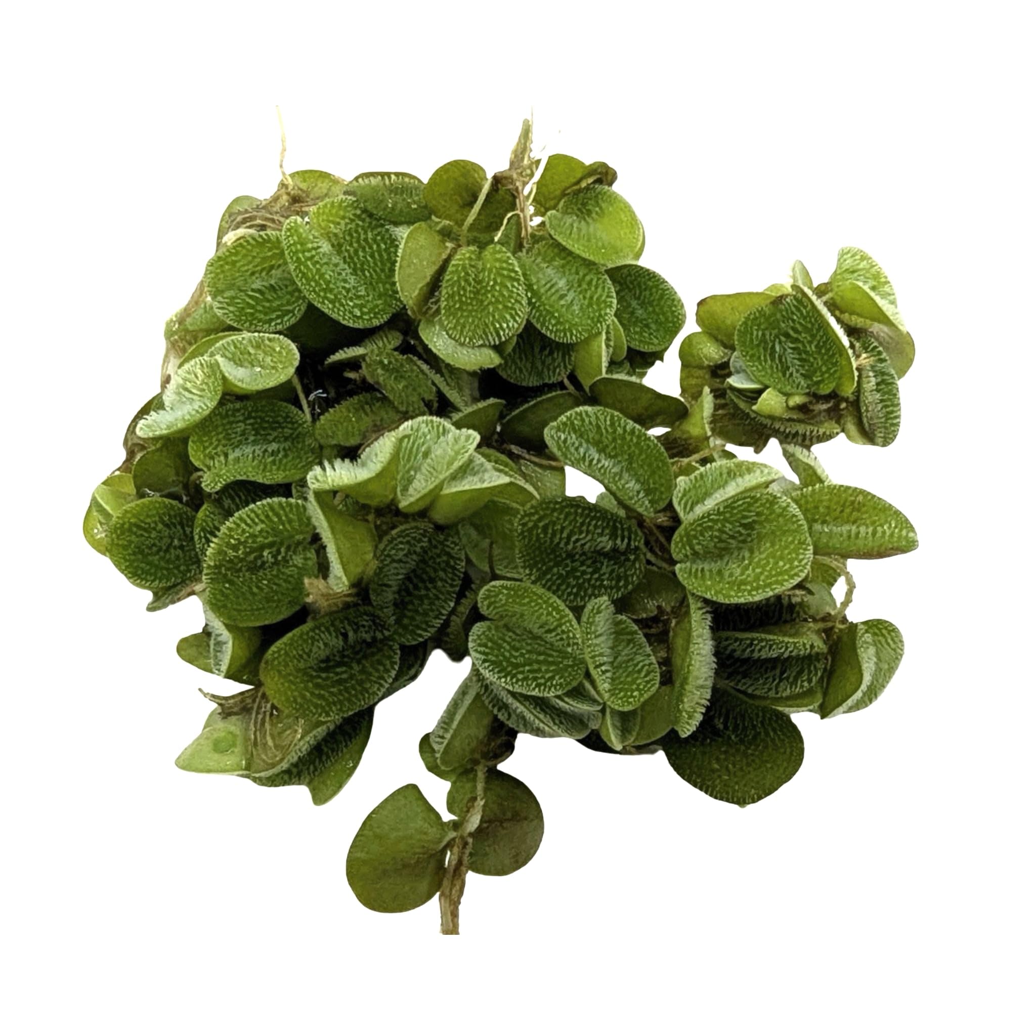 Salvinia auriculata/Salvinia natans - Portion 10 Live Plantes flottantes pour Aquarium