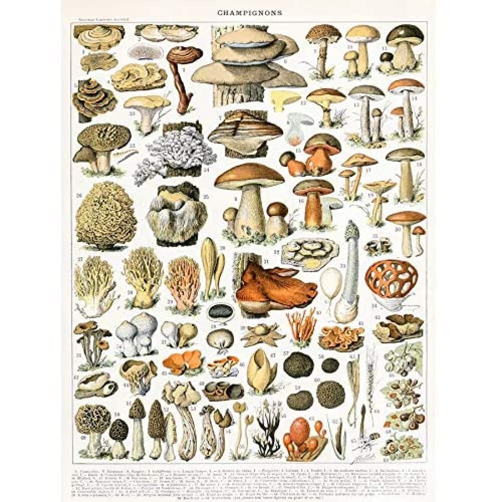 Artery8 Millot Encyclopedia Page Mushrooms Variety Unframed Wall Art Print Poster Home Decor Premium