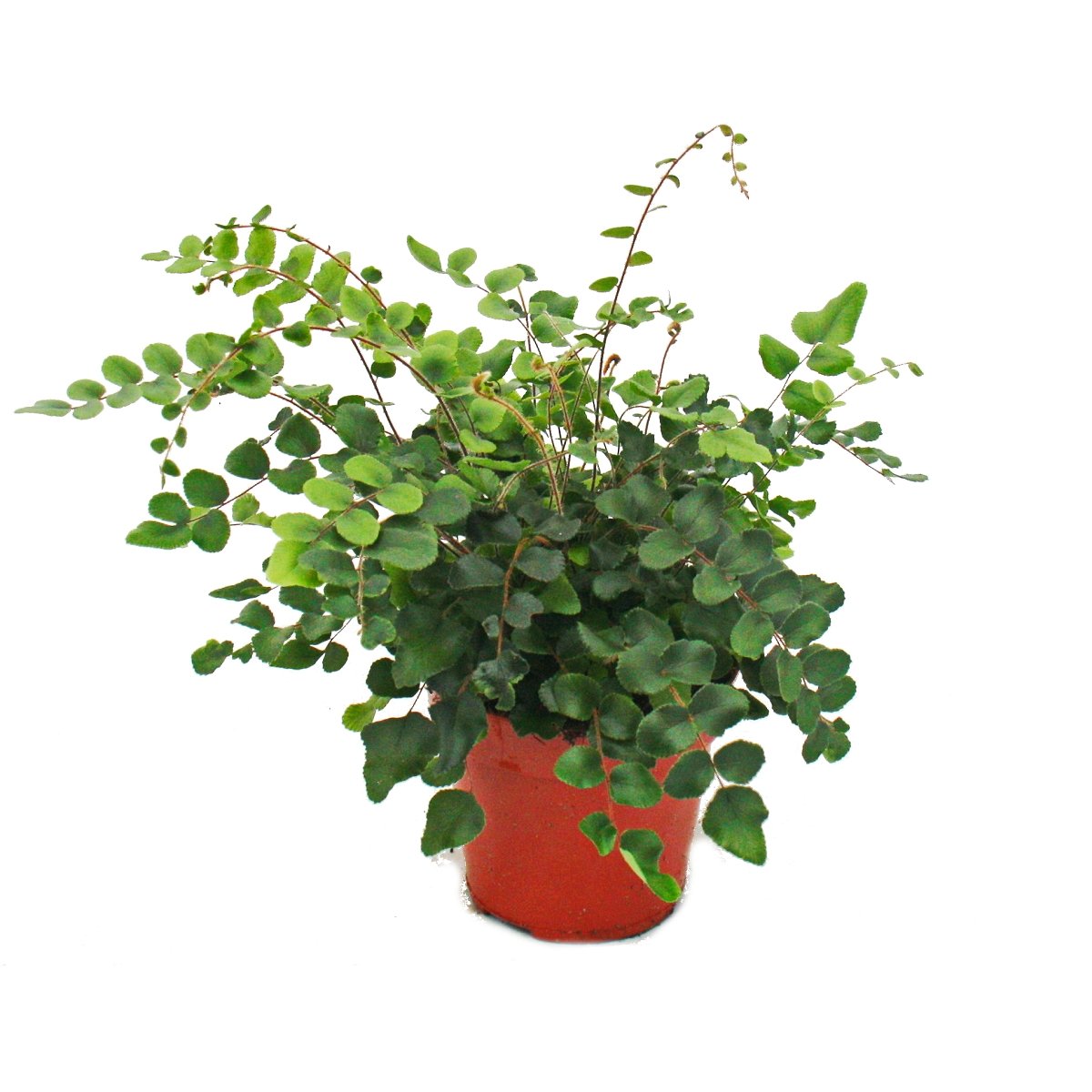 Fougère - Lot de 3 - composé de 3 espèces de fougères spéciales pot de 12cm