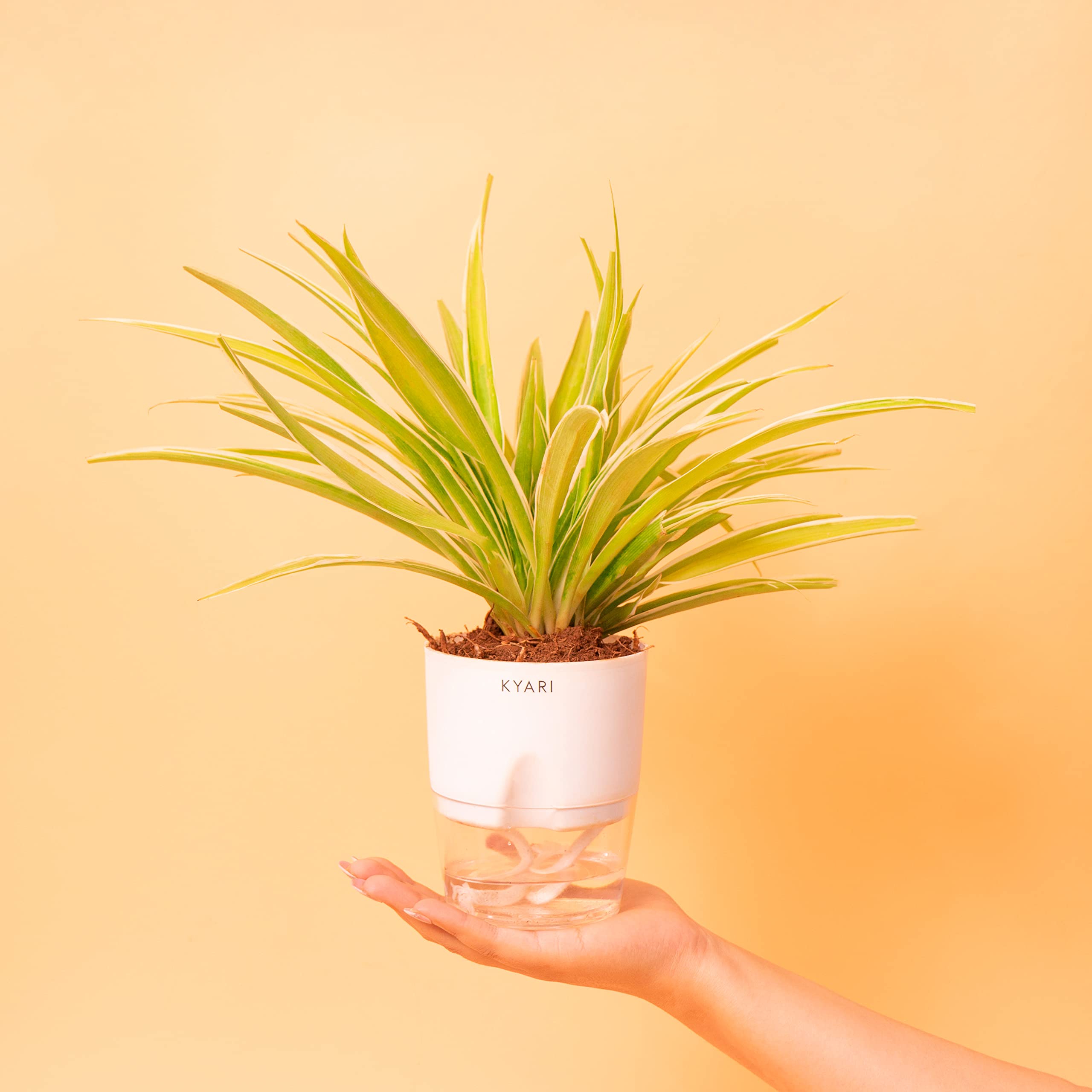 KYARI Spider Indoor Plants for Living Room | Live Plants | Plants with White Pot for Home | Air purifier plants | Plants for Home Decor - Image 3 thumbnail