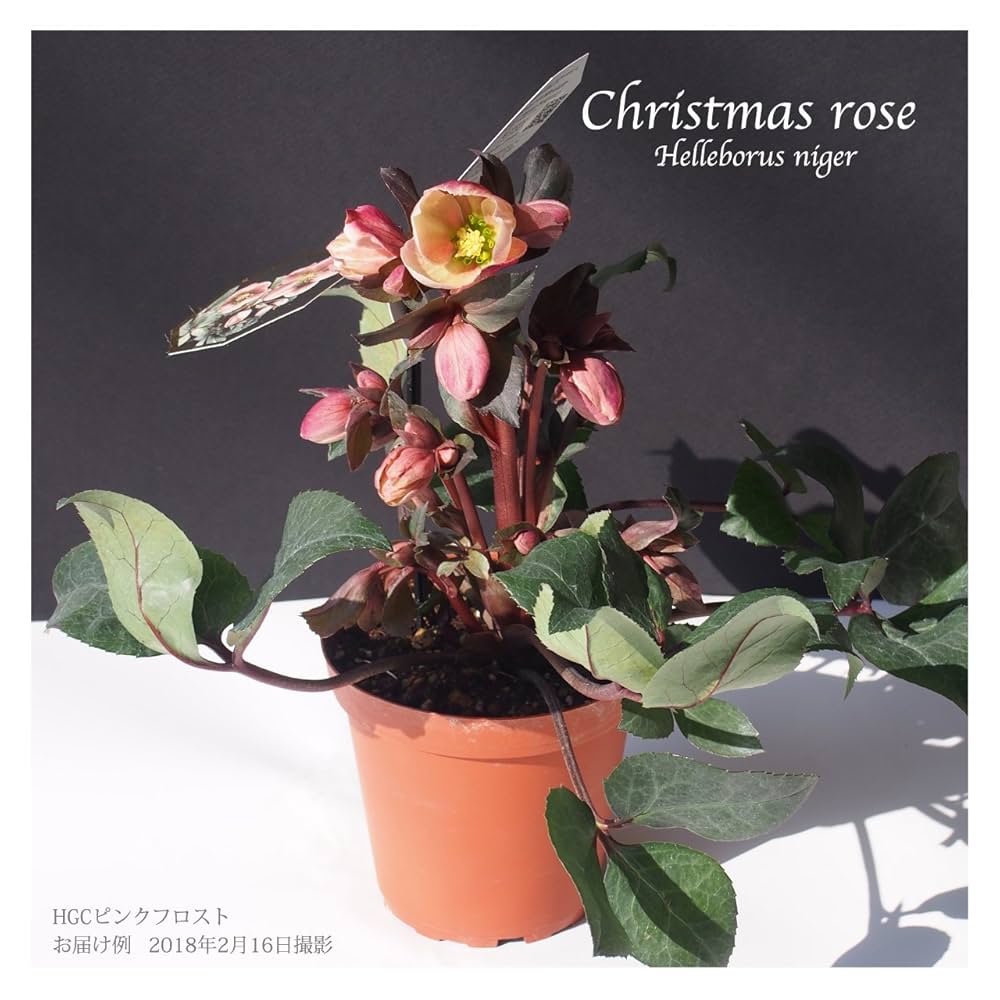 Amazon.co.jp: 花農舎（かのうしゃ）クリスマスローズ HGCピンク