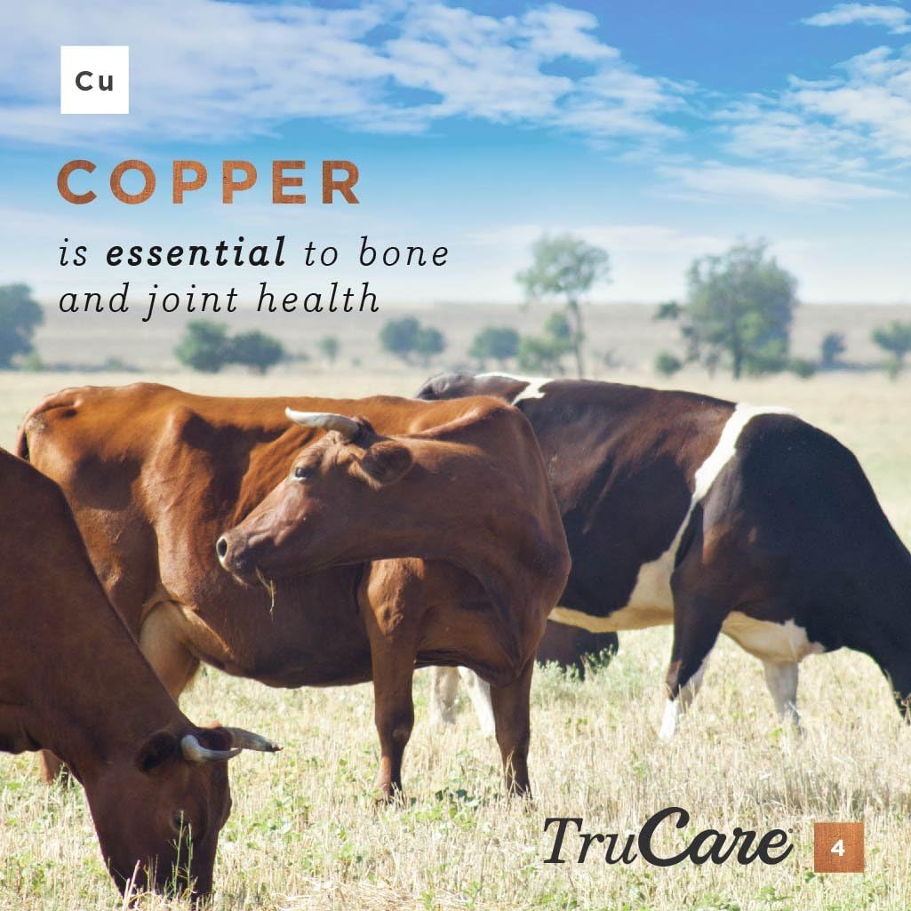 TruCare 4 Top-Dress Trace Mineral Blend for Livestock: Beef Cattle, Dairy Cattle, Deer, Elk, Goats (Zinc, Manganese, Copper, Cobalt) : Patio, Lawn & Garden