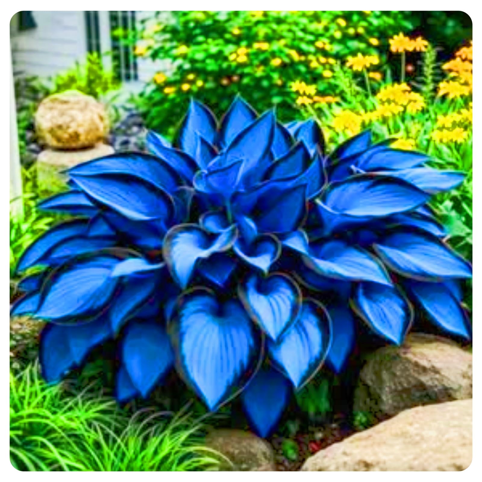 Midnight Blue Hosta Plants Midnight Blue Hosta Bulbs-Hostas Plants Perfect for The Garden -Landscaping-Excellent Displays-15bulbs-c