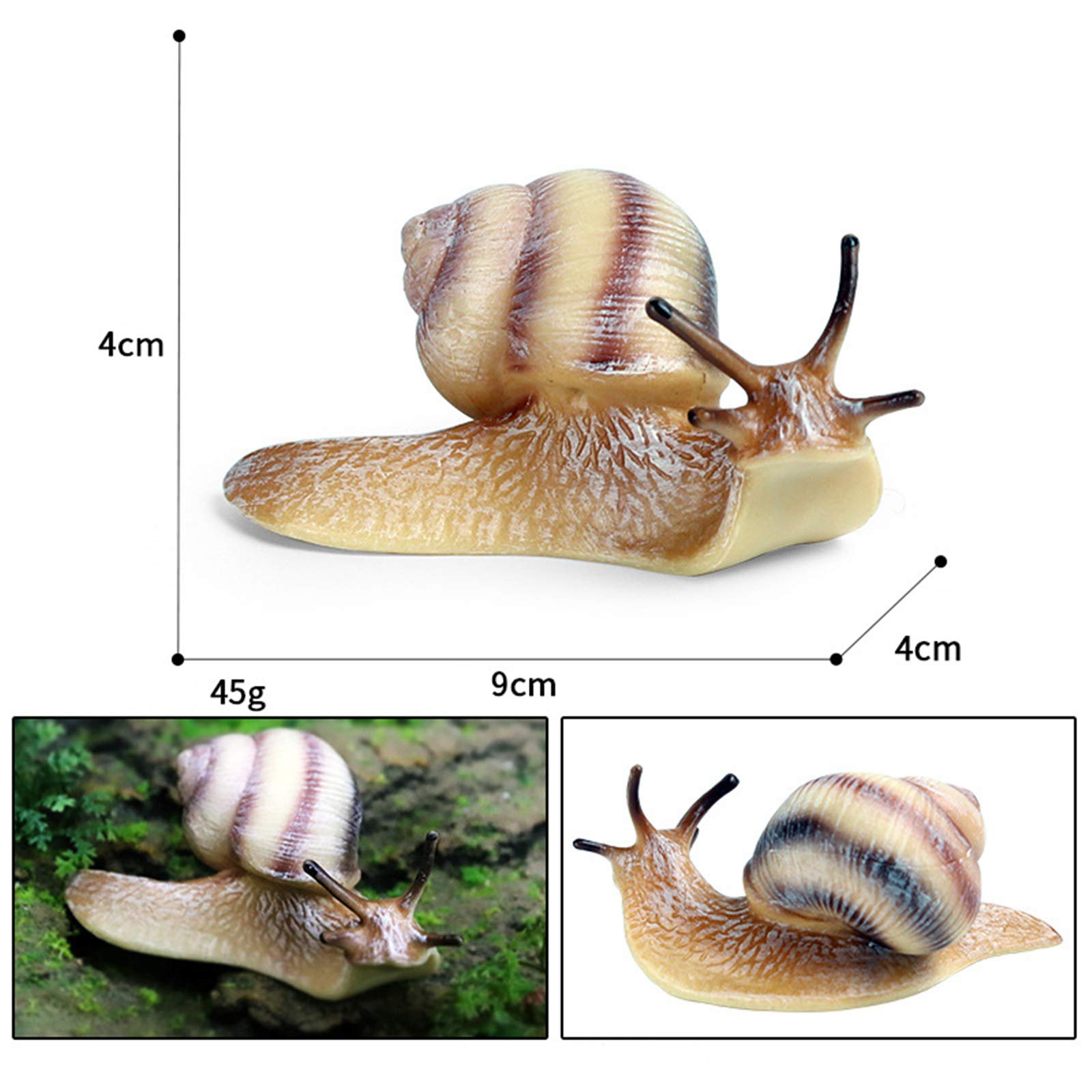 Amazon.co.jp: Eden Toys カタツムリ 蝸牛 動物 軟体動物 プラモデル