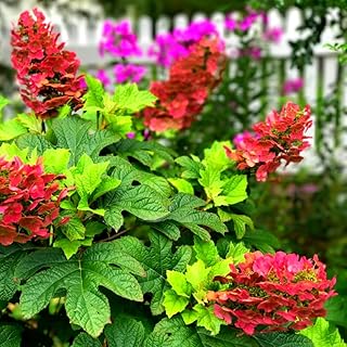 Dormant Hydrangea Live Plant Bush Shrub for Planting, 5 to 9" Hydrangea Tree Plant for Outdoor Planting, Change Color Flower Blooms (Ruby Slipper)