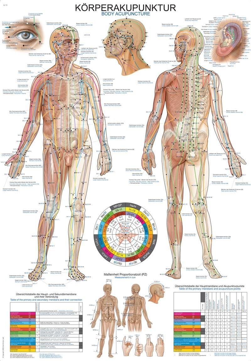 Erler-Zimmer AL510 Educational Poster Body Acupuncture German and English Text