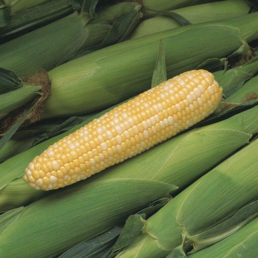 200 Seeds BiColor Sweet Corn Treated Peaches and Cream