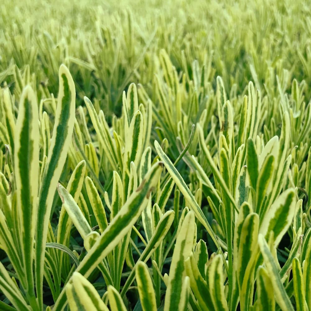 Lavender 'Platinum Blonde'. XL Plug Plant x 3. Variegated Foliage English Lavender. Ideal for herb Gardens. Available from Bedwen Plants