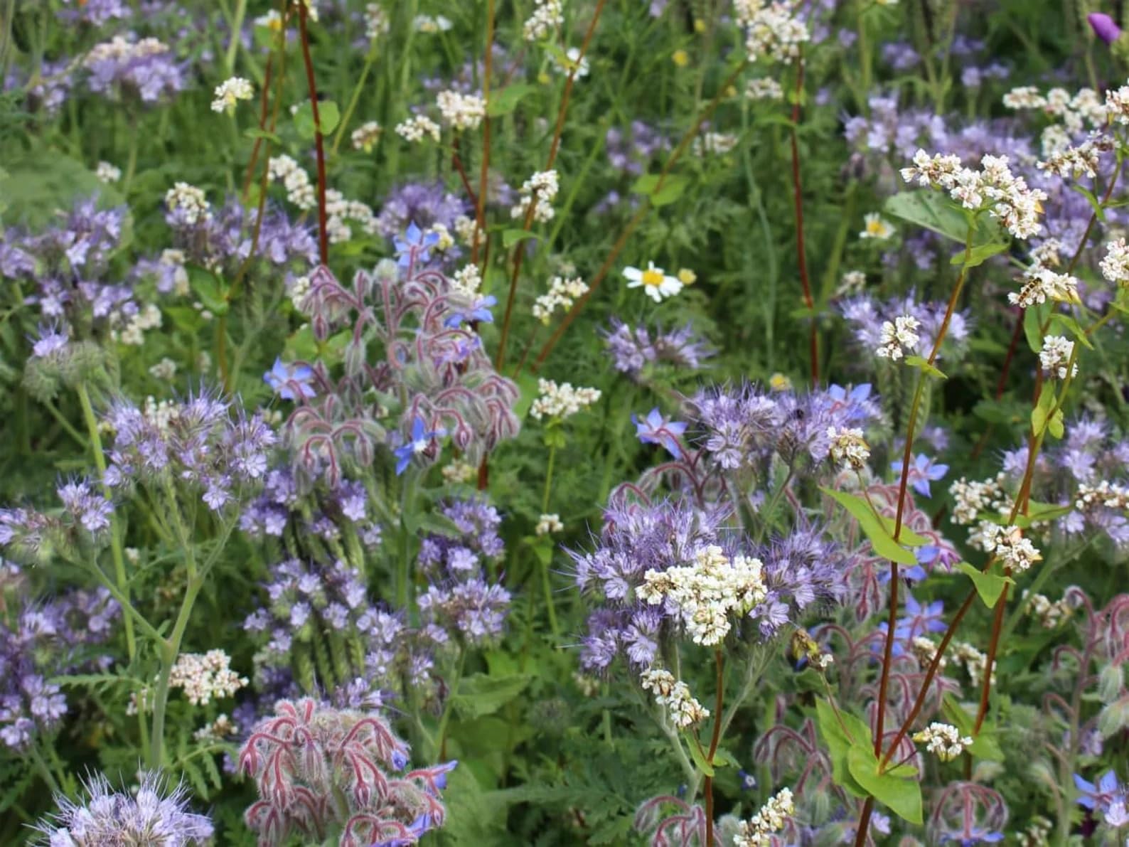 200m² Original Veitshöchheimer Bienenweide. Artenreiche Blühfläche mit über 40 Blumen & Kräutern. Bis zu 5 Jahre Standzeit!