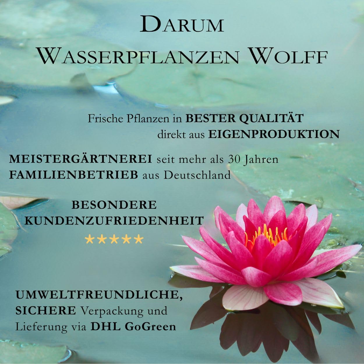 Seerose im PFLANZKORB - Nymphaea 'Marliacea Rosea' - Seerose, rosa - fix und fertig - winterhart