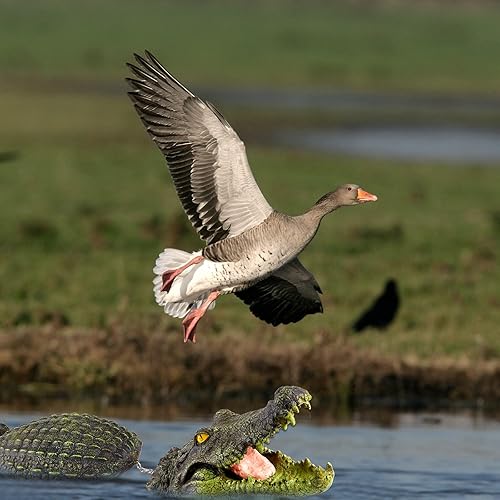 Miniatura 5 de Sotiff Señuelo flotante de cocodrilo flotante de 31.5 pulgadas para piscina, estatua flotante de cocodrilo falso, estatua de juguete de animales de
