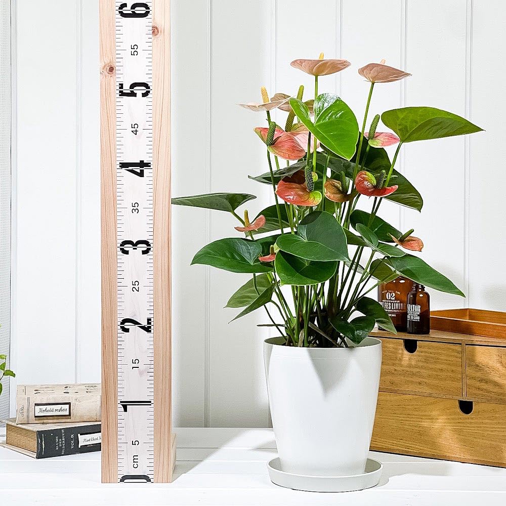 Amazon｜PLANCHU 観葉植物 アンスリウム スピリット 6号鉢 受け皿付き