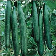 Telegraph Improved Cucumbers Seeds 50 Seed Packet More Heirloom, Non GMO, Vegetable, Fruit, Herb, Flower Garden Seeds at Seed King Express