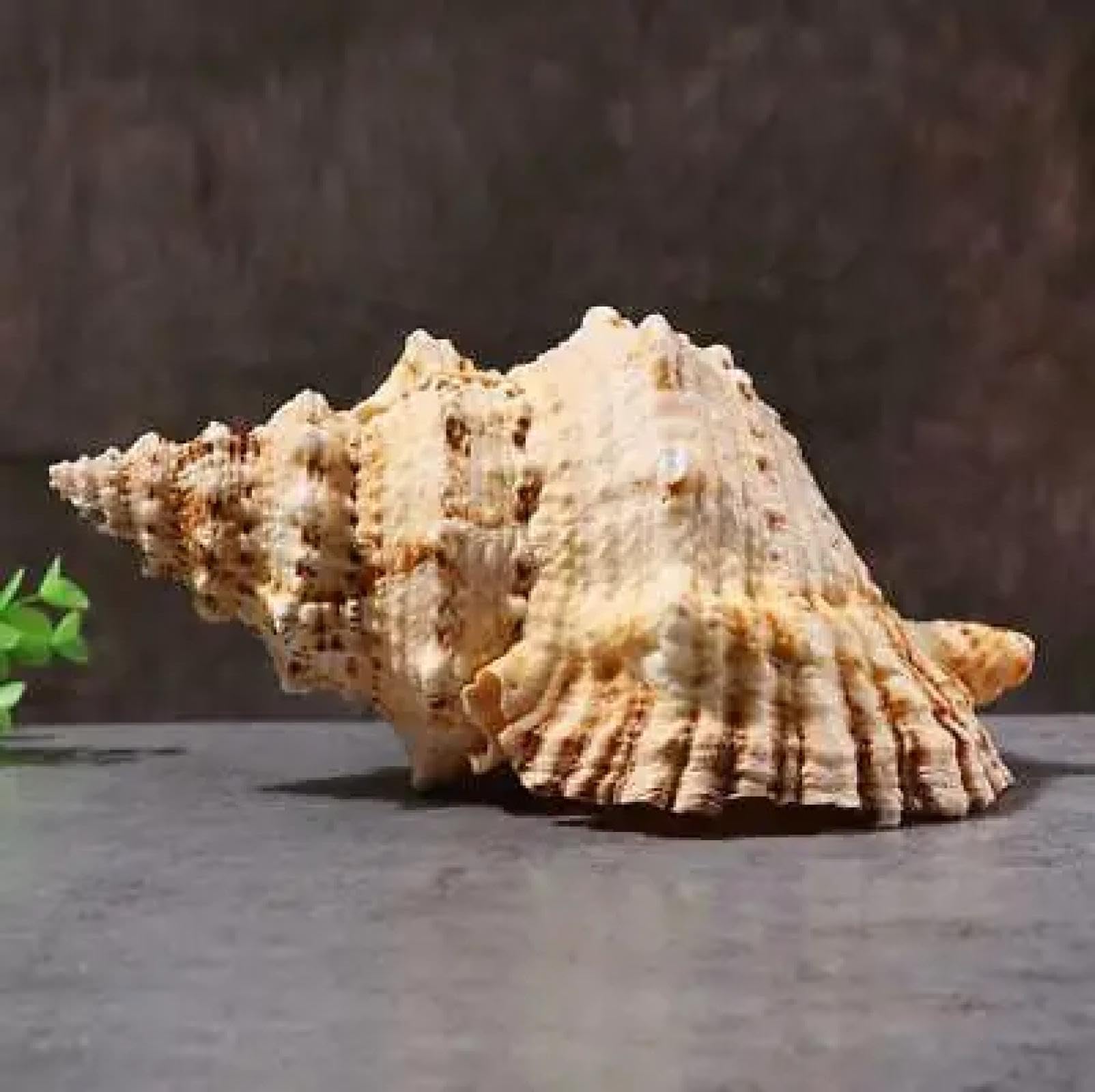 Conchiglie di mare per artigianato, 1 pezzo enorme conchiglia naturale per la decorazione della casa festa di nozze regali grande conchiglia spiaggia conchiglia campione di conchiglie per acquari 17