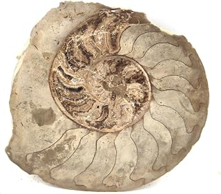 Ammonite Fossil 5 inches #17584