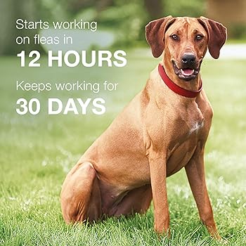 trifexis for sale amazon