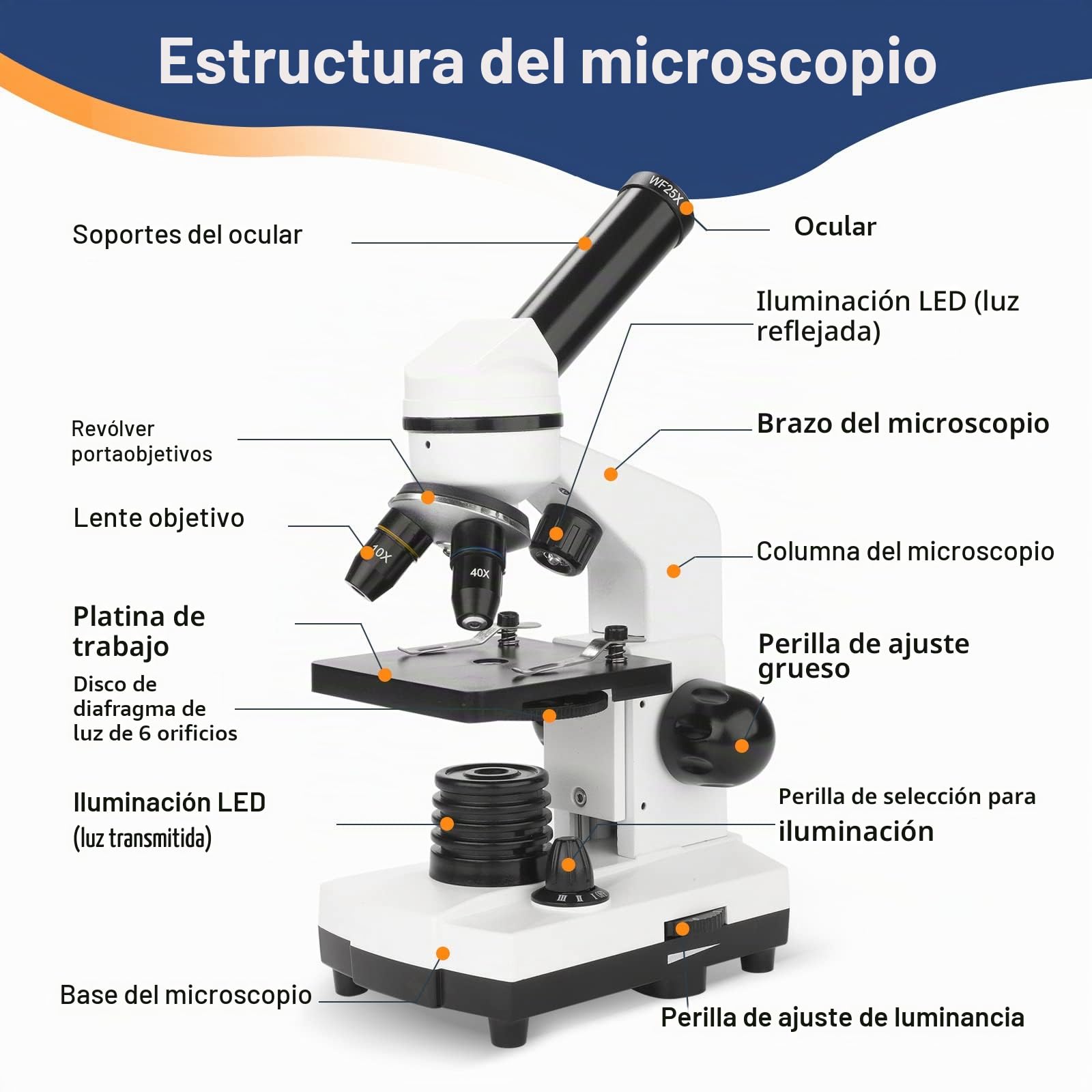 Microscopio para Niños 100X-1000X Microscopio Profesional Dual inalámbrico LED Iluminación Laboratorio Compuesto Microscopios monoculares con Lentes de Vidrio óptico y 15 Diapositivas