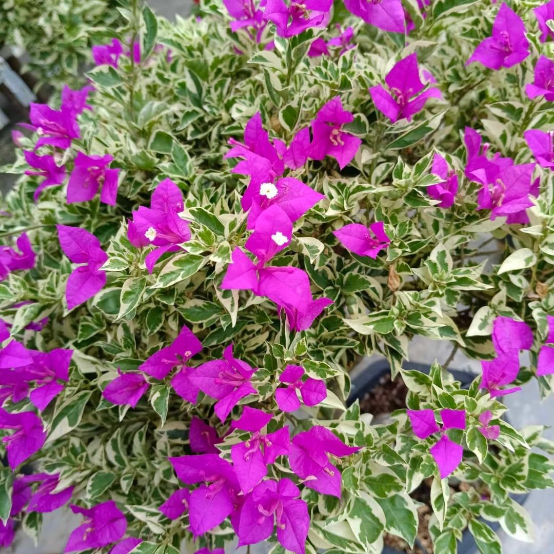 Sets 3 Climbing Bougainvillea Plants Live for Full Sun Trellis Tree, Shrub or Vine Bougainvillea Vibrant Bloom, Very Hardy, 5-9" Tall, Blueberry Ice