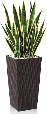 african zz plant ZZ 'Black Queen' - New Cultivar