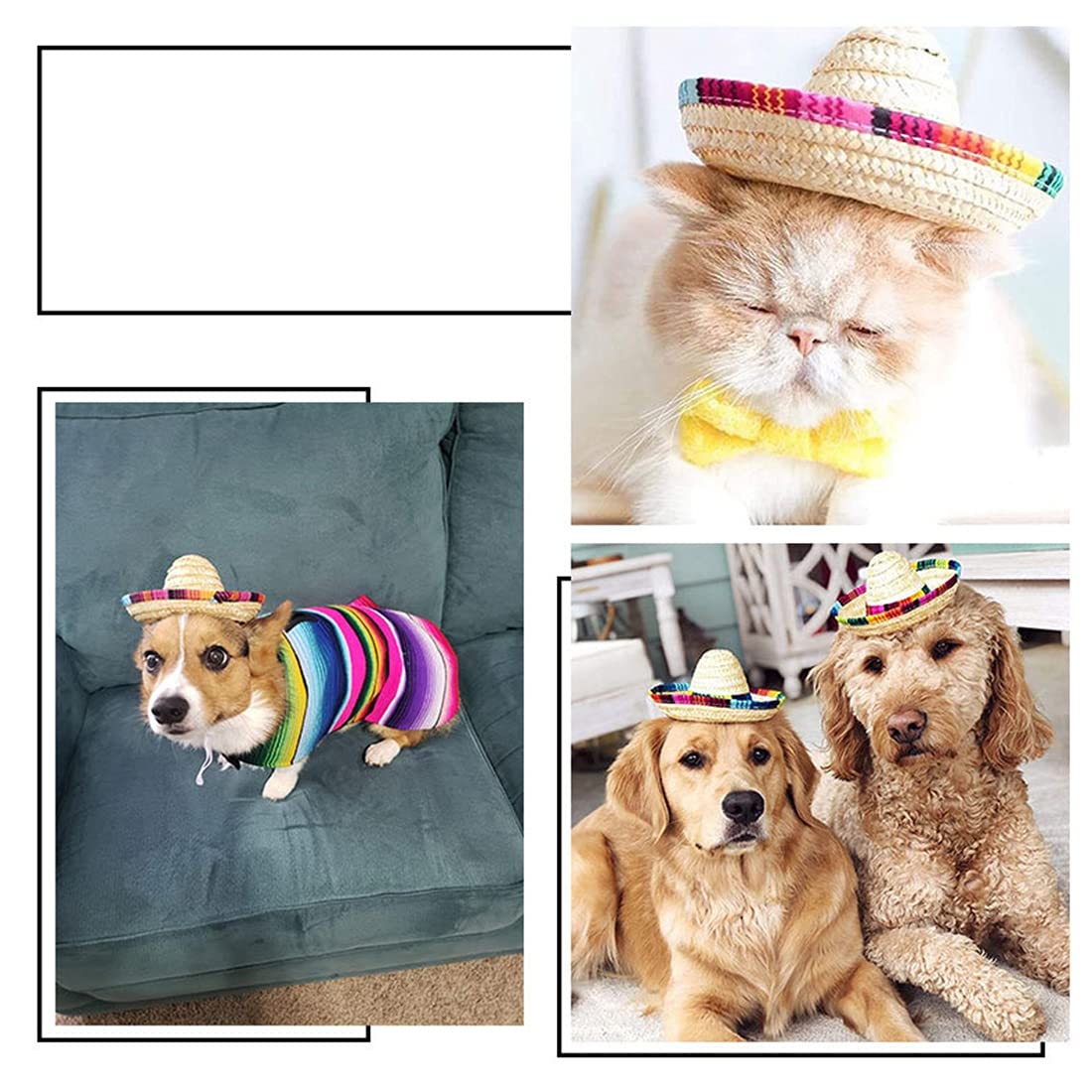 Chapeau D'anniversaire Pour Chien Et Chat - Kit Fête Avec Couronne, Nœud Et Chiffres Pour Célébrer Votre Animal