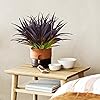 Product Photo 7