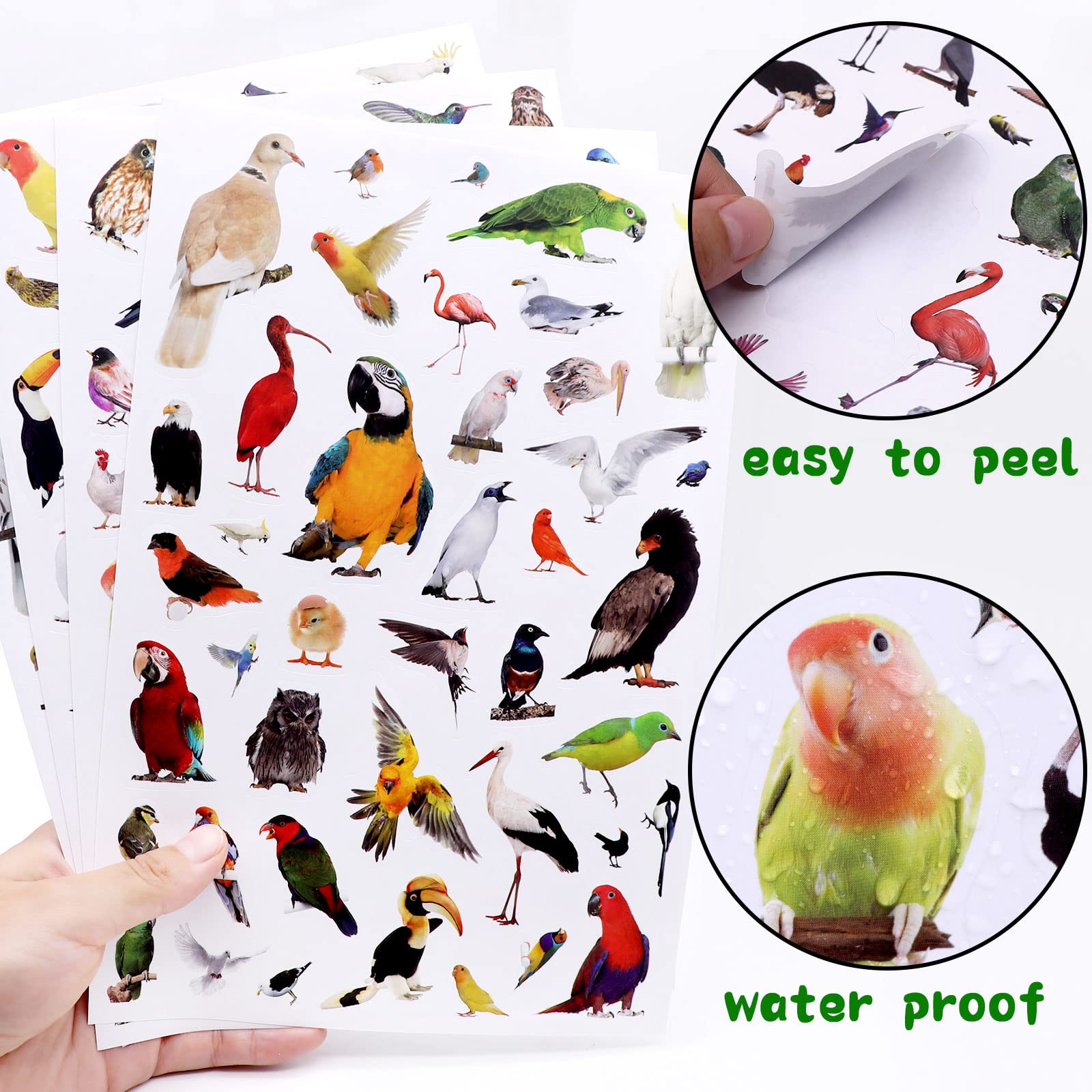 Calcomanías de animales salvajes de pájaros, suministros de fiesta, 850 unidades, safari tropical, selva, pájaros, animales, calcomanías para regalos de fiesta de cumpleaños, botellas de agua, álbumes 6