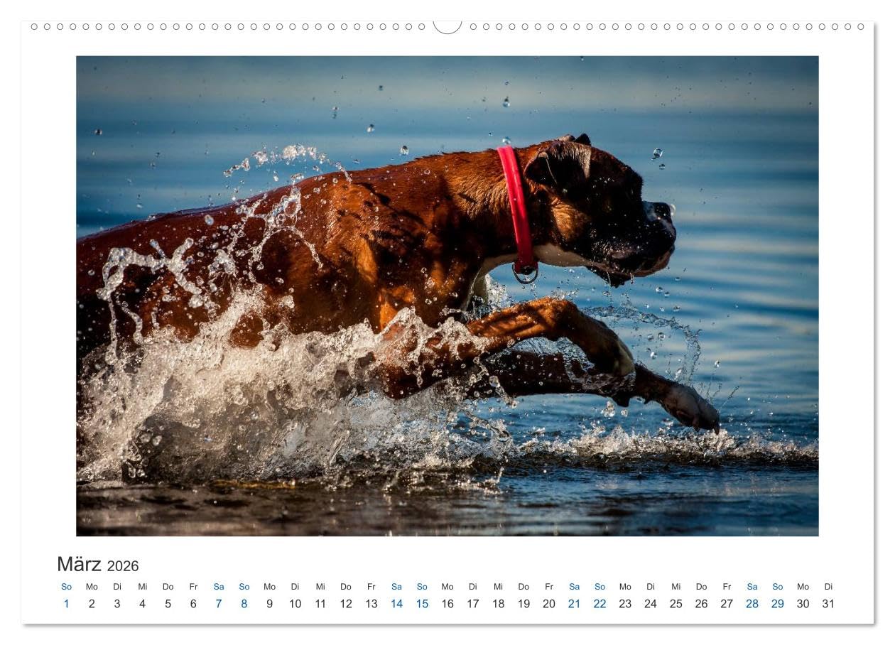 Deutscher Boxer - Boxer im Wasser 2026 (hochwertiger Premium Wandkalender 2026 DIN A2 quer), Kunstdruck in Hochglanz: Boxer im Wasser fotografiert (CALVENDO Tiere)