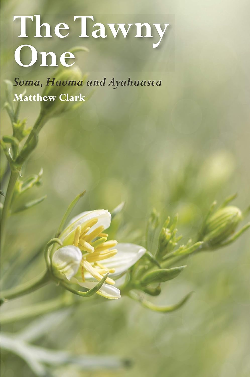 The Tawny One: Soma, Haoma and Ayahuasca