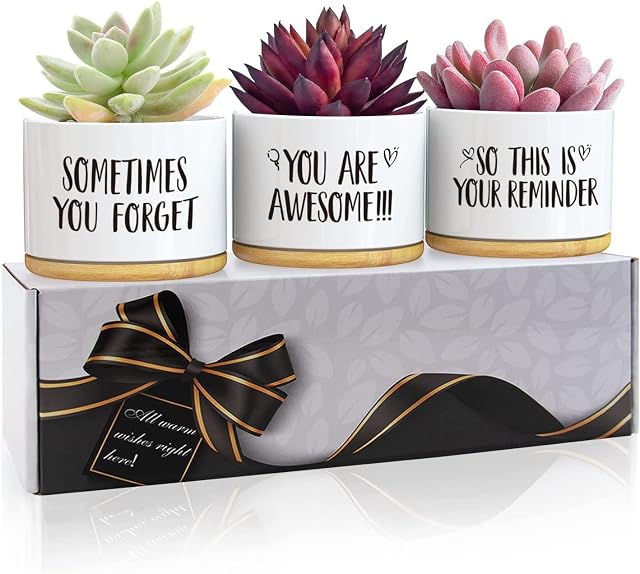 Easymoo Birthday Gifts For Her,Gifts For Women,50th Birthday Gifts For Women,Gift Box for Her Best Friend,Sister Gifts,Gifts For Women Birthday Unique Awesome Succulent Pot 3 PCS