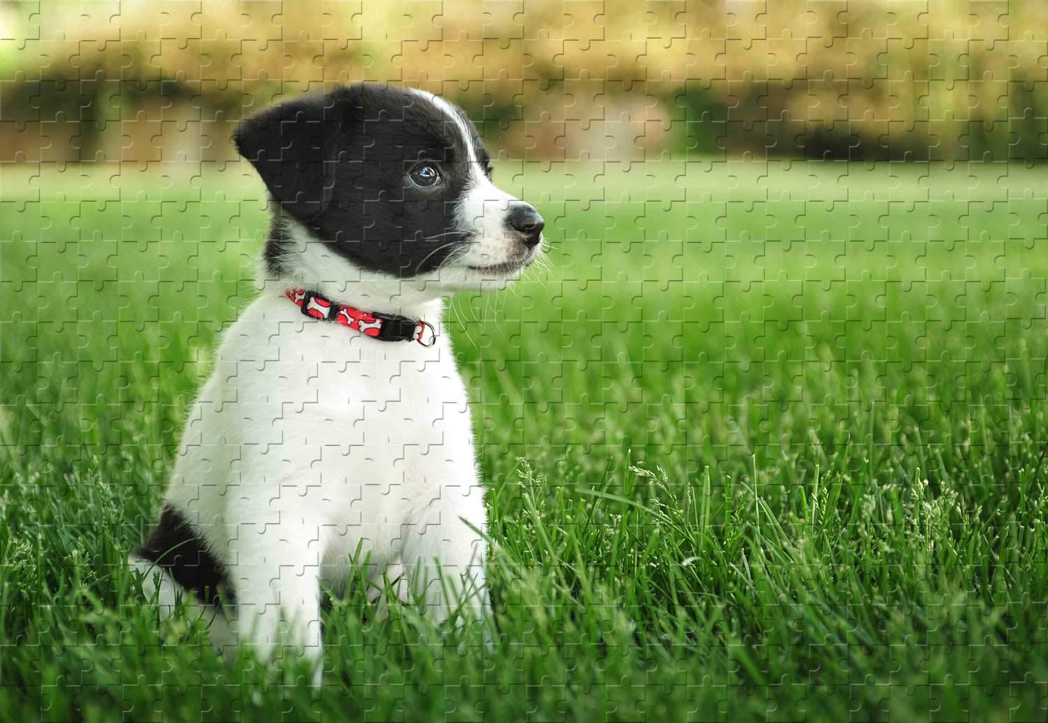 jack russell jigsaw