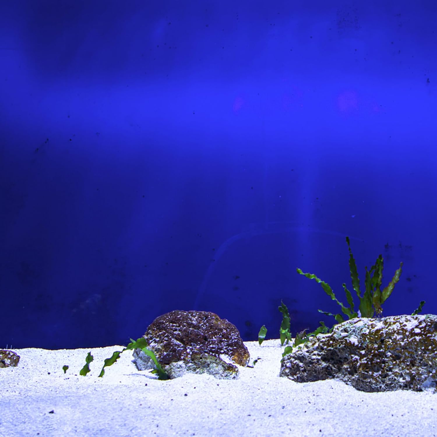 Ciieeo Fish Tank Background Sticker Self-Adhesive PVC Aquarium Wallpaper 45cm Height X 10m Roll Underwater Decor for Home Aquarium Fish Tank Backdrop