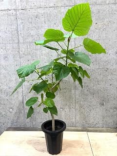 ノーブランド品 ウンベラータ 曲がり 7号鉢 直径約21cm 鉢底から葉先約1アイドル お笑いタレント芸能人グッズ 紙製 コレクター向け | ♪ウンーベラータ曲がり♪7号鉢 直径約21㎝ 鉢底から葉先約1アイドルお笑いタレント芸能人グッズ