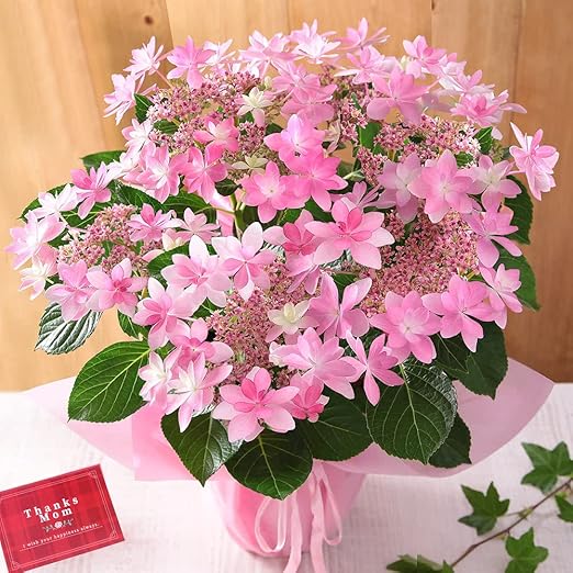 Amazon 母の日 アジサイ鉢 華やかな ダンスパーティ ピンク 22 観葉植物 オンライン通販
