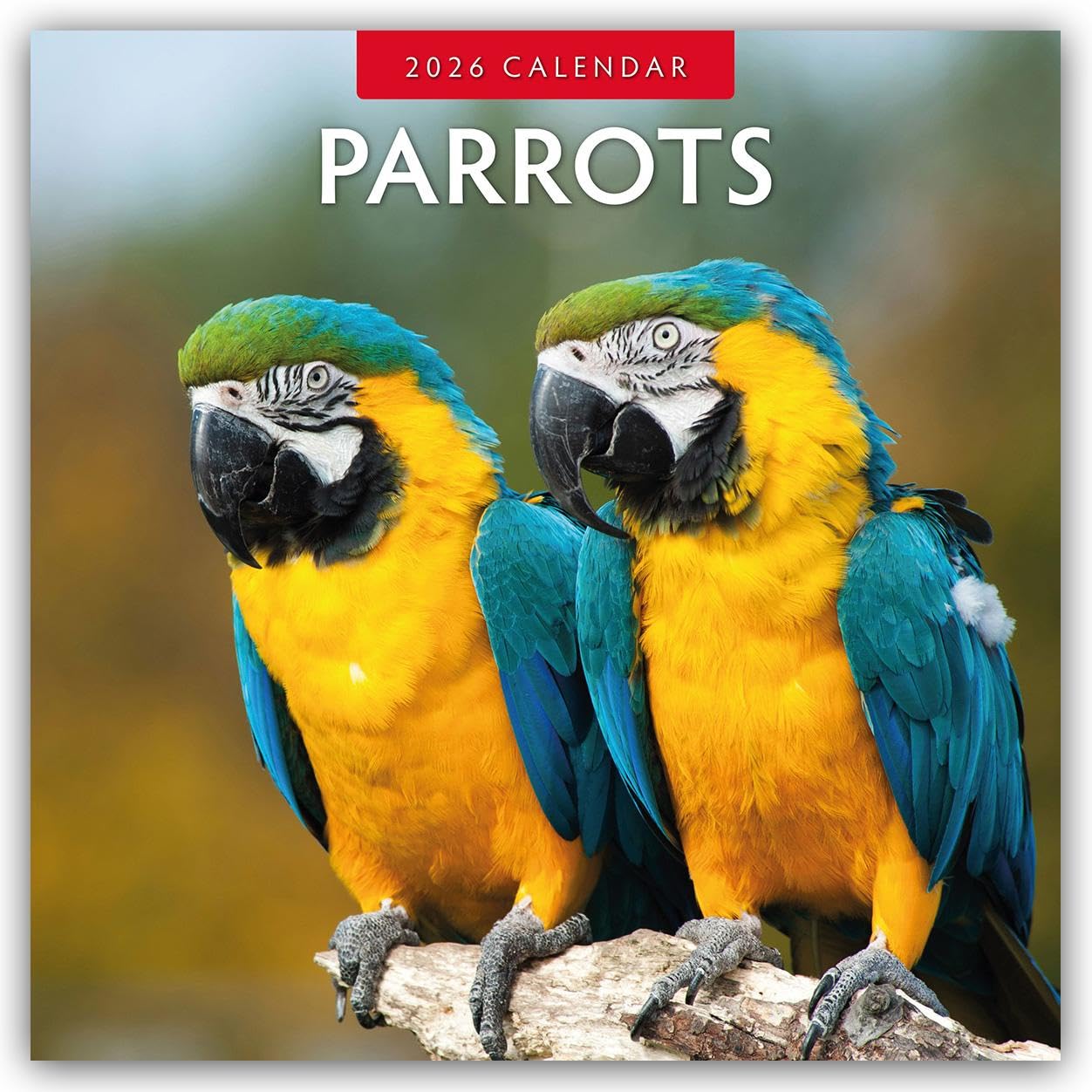 Parrots 2026 Square Wall Calendar