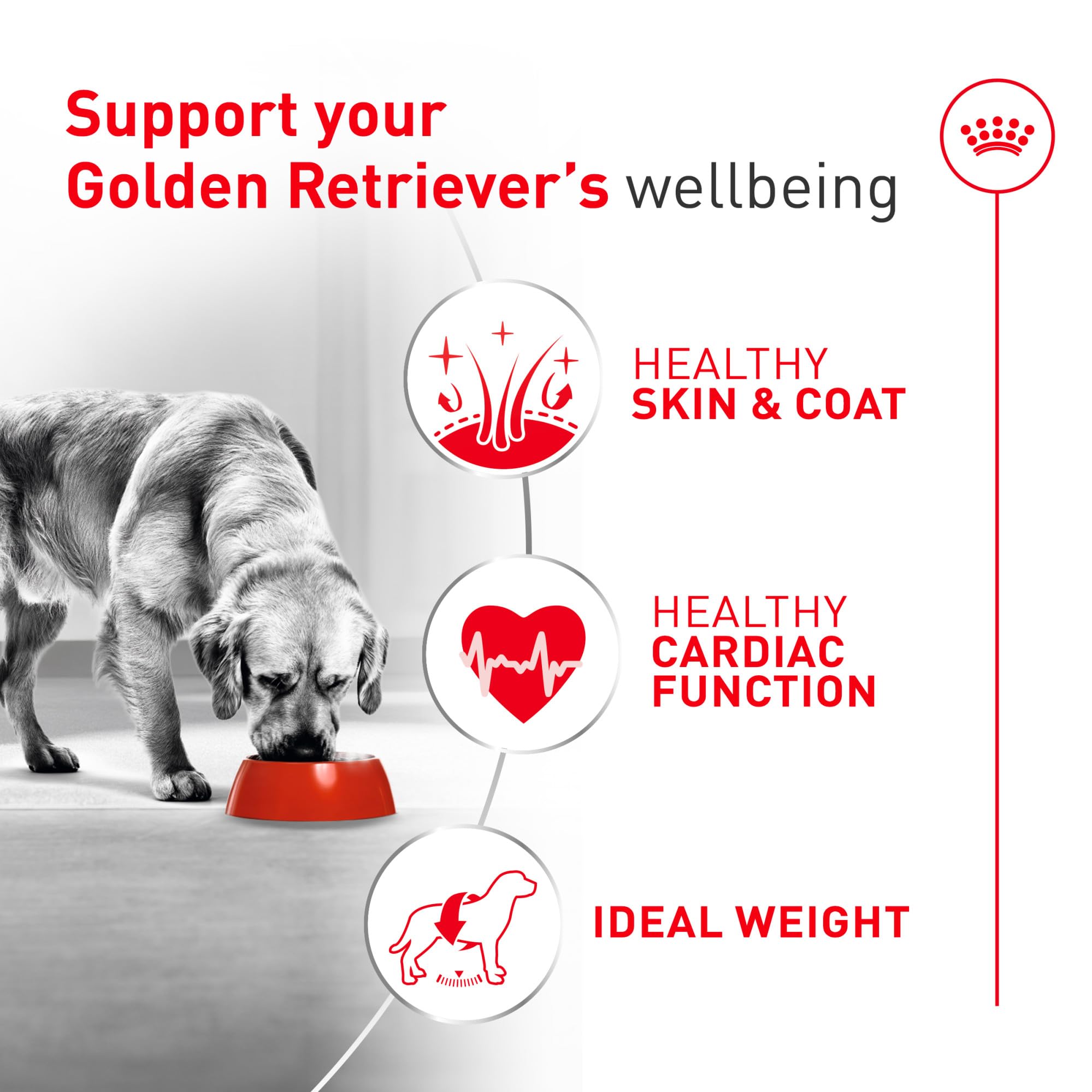 Amazon.com: Royal Canin Golden Retriever Adult Dry Dog Food, 30 lb