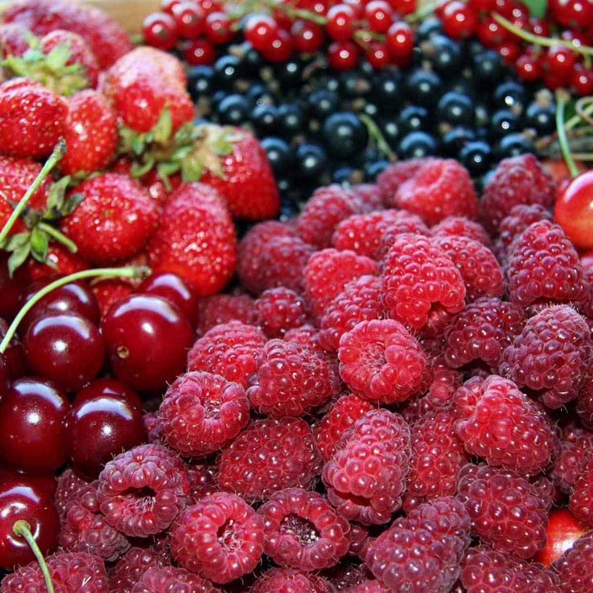 Set Elektrische Duftmaschine Wifi Verbindung, App Management und Duft 500 ml Lufterfrischer (Beeren, 500 ml)